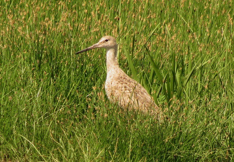 Willet by Alex Gault/USFWS Midwest Region is available through Public Domain ... 5jun14
